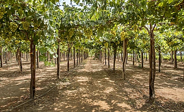 Paracas – Tour Islas Ballestas en Paracas – Viñedo de Tacama – Tour ruta del Pisco – Visita Oasis de Huacachina – Nasca (Desayuno y Almuerzo)