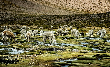 Valle del Colca, Arequipa: bofedales andinos con alpacas pastando