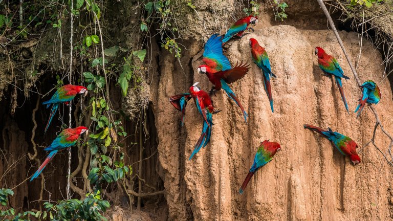Tour Amazonía peruana Iquitos puerto Maldonado Manú desde Colombia