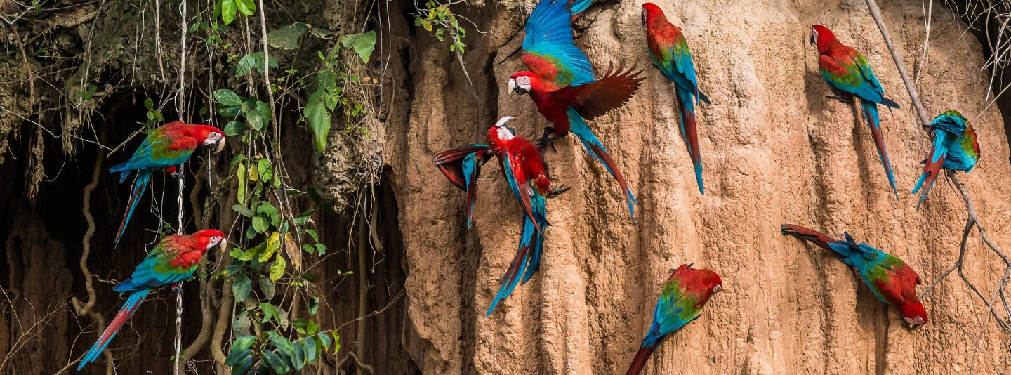 Tour Amazonía peruana Iquitos puerto Maldonado Manú desde Colombia